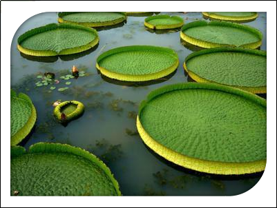 水生植物